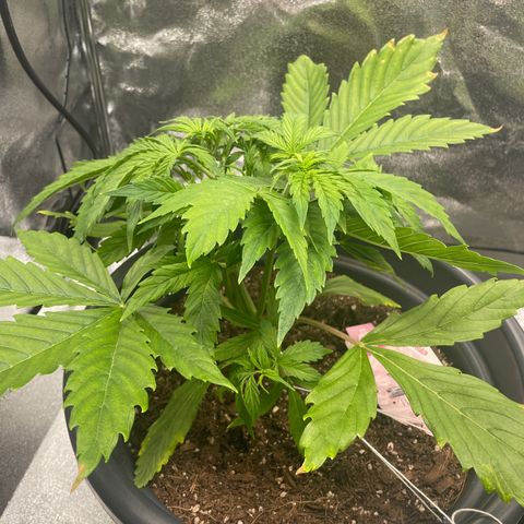 Pink Rozay growlog timeline photo