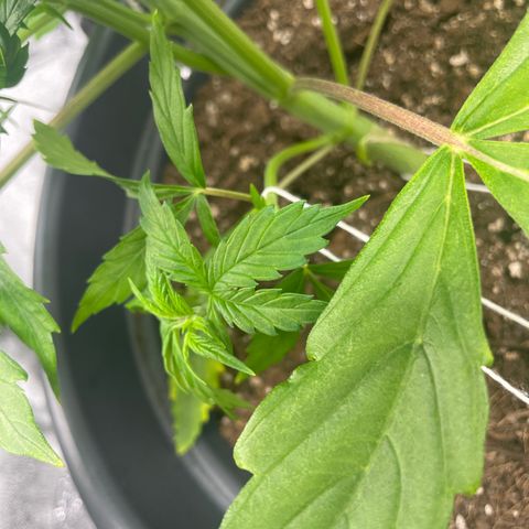 Pink Rozay growlog timeline photo