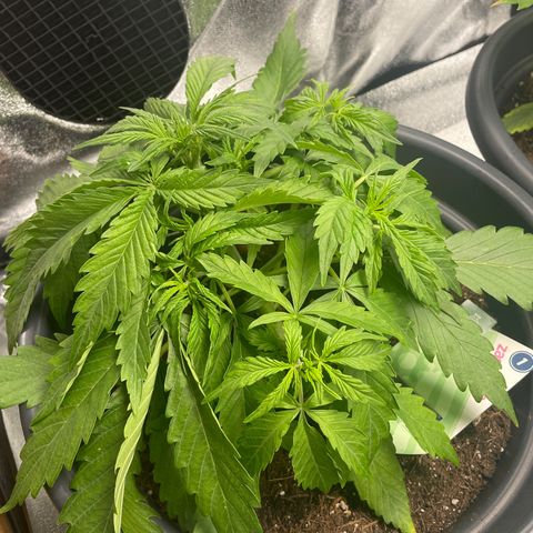 Watermelon candy  growlog timeline photo