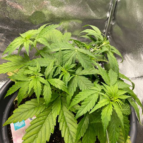Runtz Auto growlog timeline photo
