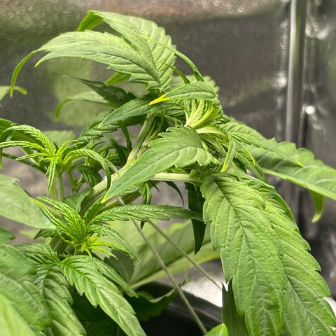 Runtz Auto growlog timeline photo