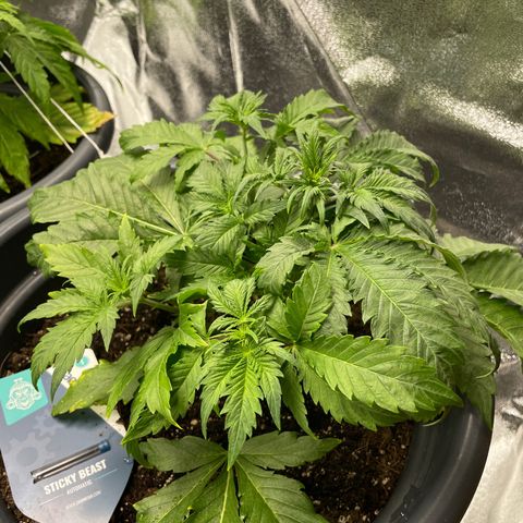 Sticky Beast Automatic growlog timeline photo