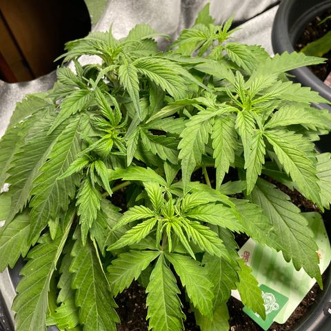 Watermelon candy  growlog timeline photo