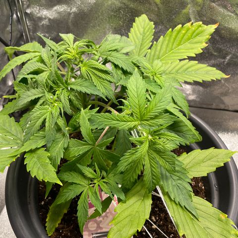 Pink Rozay growlog timeline photo