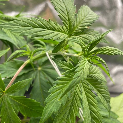 Pink Rozay growlog timeline photo