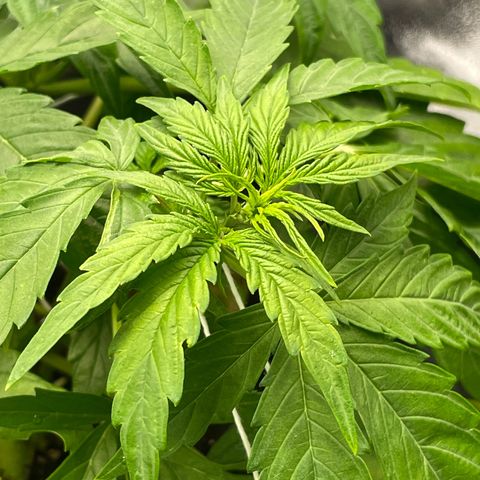 Runtz Auto growlog timeline photo
