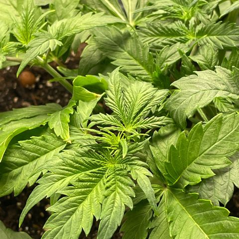 Sticky Beast Automatic growlog timeline photo