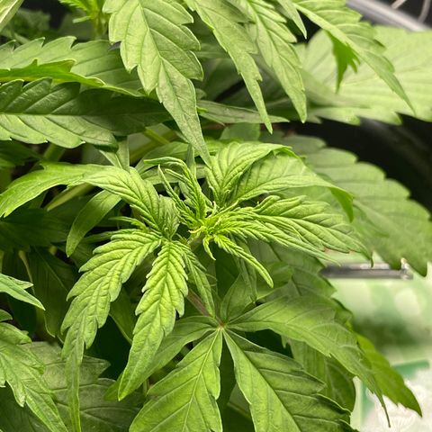 Watermelon candy  growlog timeline photo
