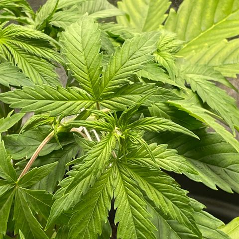 Pink Rozay growlog timeline photo
