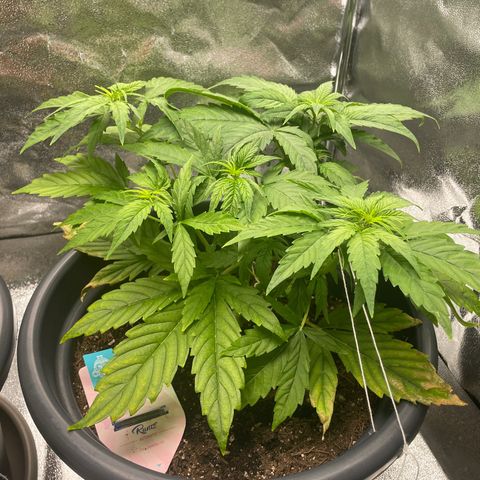 Runtz Auto growlog timeline photo
