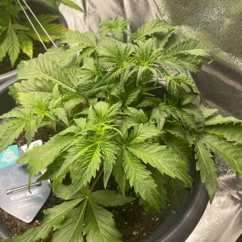 Sticky Beast Automatic growlog timeline photo