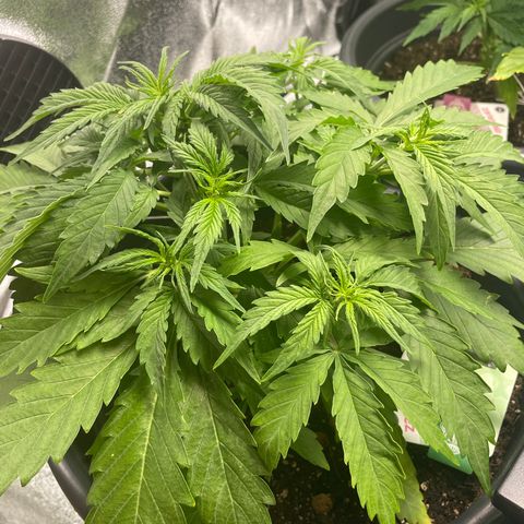 Watermelon candy  growlog timeline photo