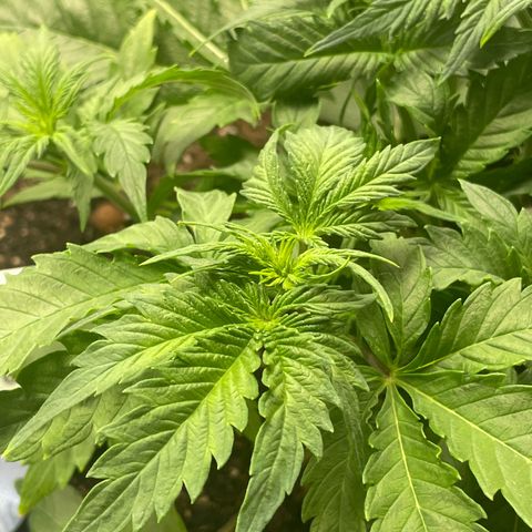Sticky Beast Automatic growlog timeline photo