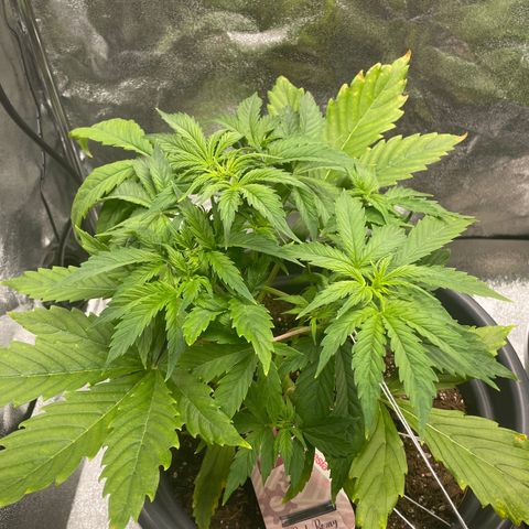 Pink Rozay growlog timeline photo