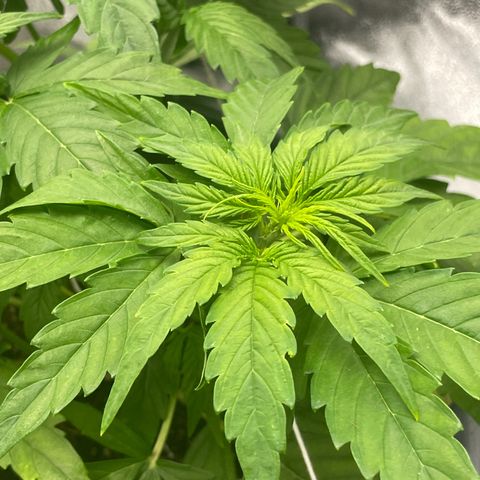 Runtz Auto growlog timeline photo