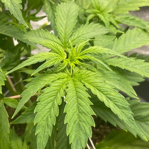 Pink Rozay growlog timeline photo