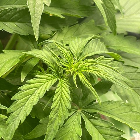 Watermelon candy  growlog timeline photo