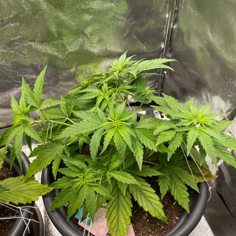 Runtz Auto growlog timeline photo