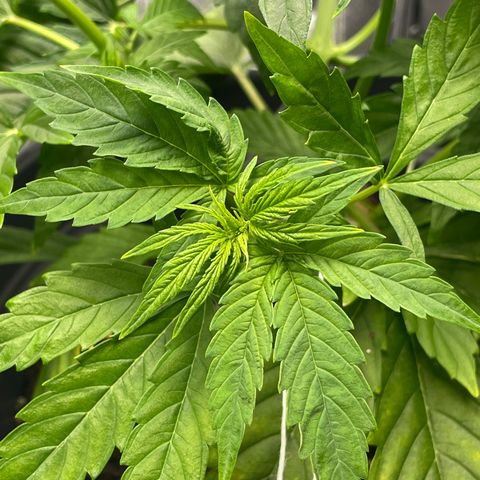 Runtz Auto growlog timeline photo