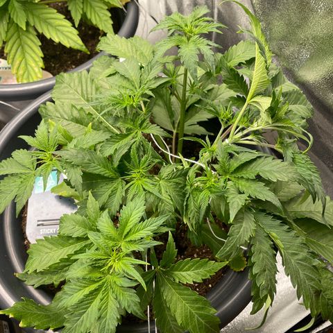 Sticky Beast Automatic growlog timeline photo