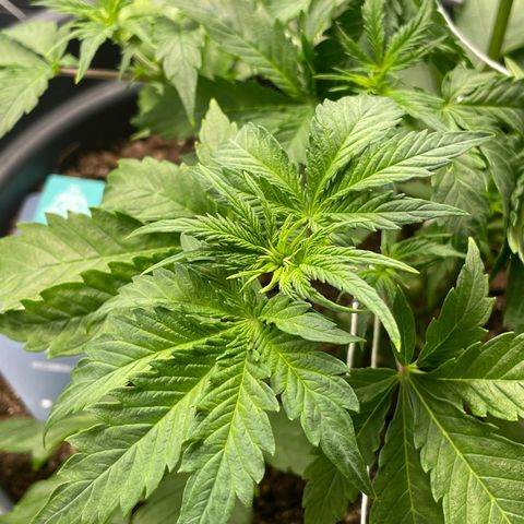 Sticky Beast Automatic growlog timeline photo