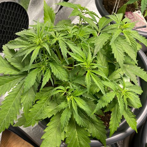 Watermelon candy  growlog timeline photo