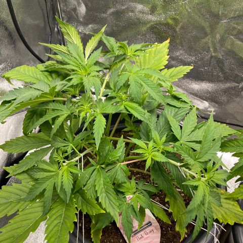 Pink Rozay growlog timeline photo