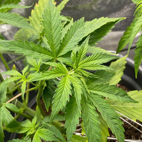 Pink Rozay growlog timeline photo
