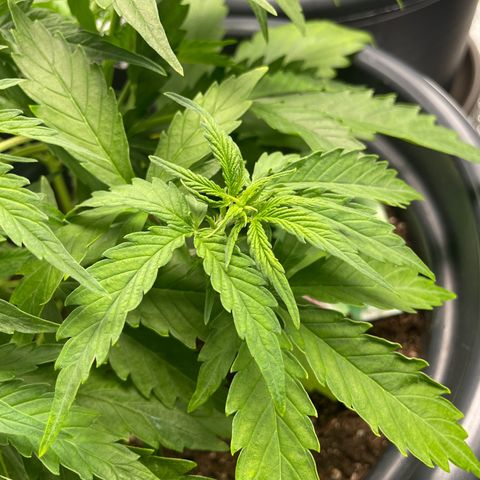 Watermelon candy  growlog timeline photo