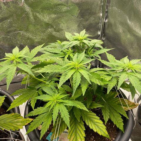 Runtz Auto growlog timeline photo