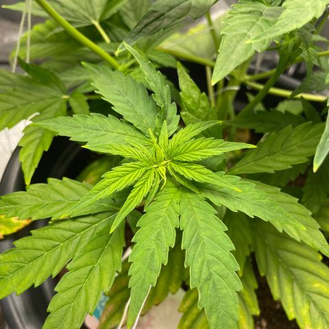 Runtz Auto growlog timeline photo