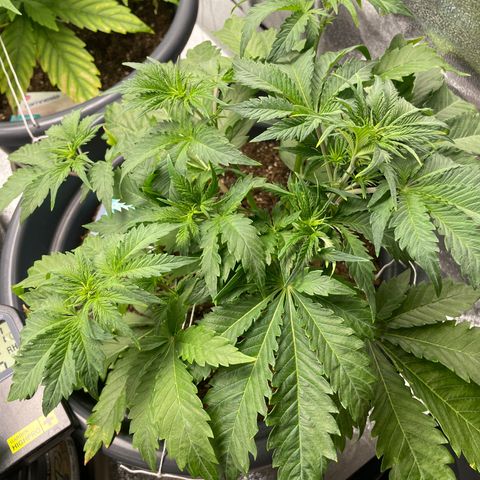 Sticky Beast Automatic growlog timeline photo