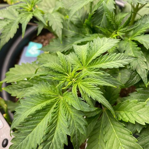 Sticky Beast Automatic growlog timeline photo