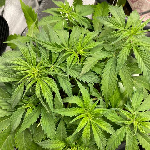 Watermelon candy  growlog timeline photo