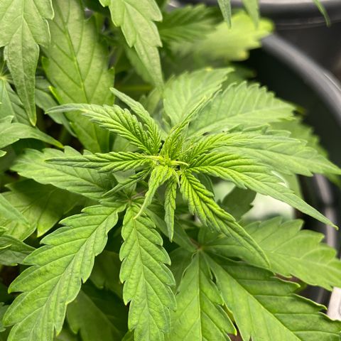 Watermelon candy  growlog timeline photo