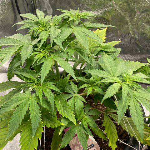 Pink Rozay growlog timeline photo