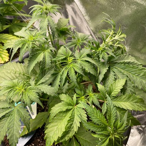 Sticky Beast Automatic growlog timeline photo