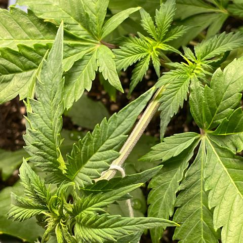 Sticky Beast Automatic growlog timeline photo