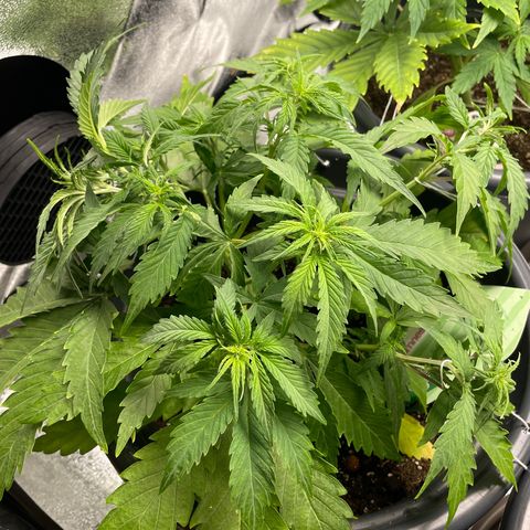 Watermelon candy  growlog timeline photo