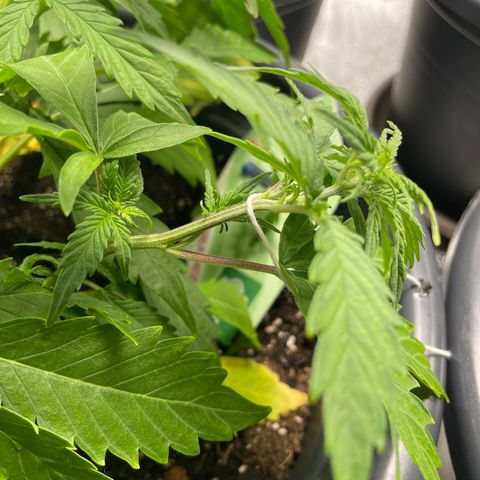 Watermelon candy  growlog timeline photo