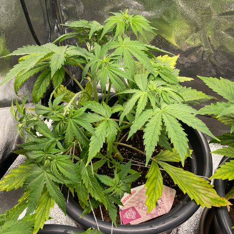 Pink Rozay growlog timeline photo