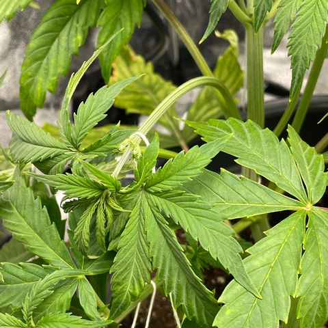 Pink Rozay growlog timeline photo