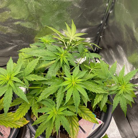 Runtz Auto growlog timeline photo