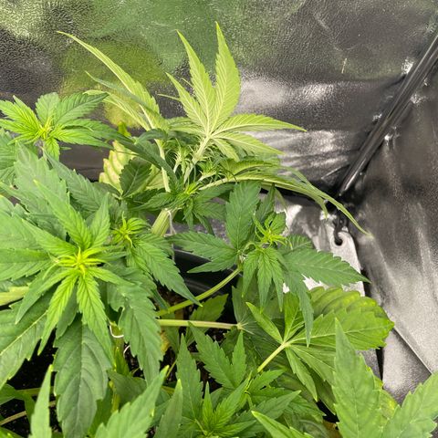 Runtz Auto growlog timeline photo