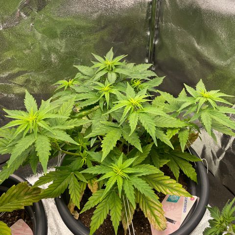 Runtz Auto growlog timeline photo
