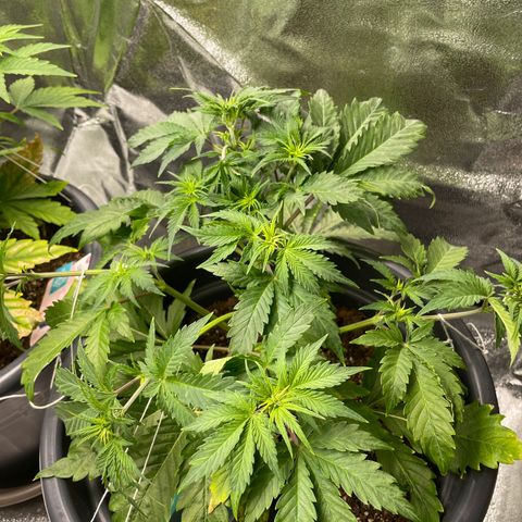 Sticky Beast Automatic growlog timeline photo