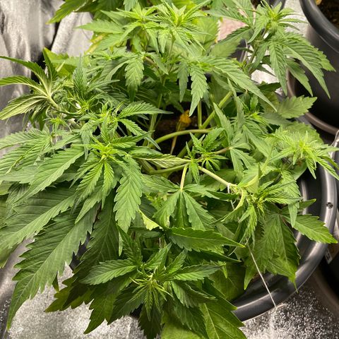 Watermelon candy  growlog timeline photo