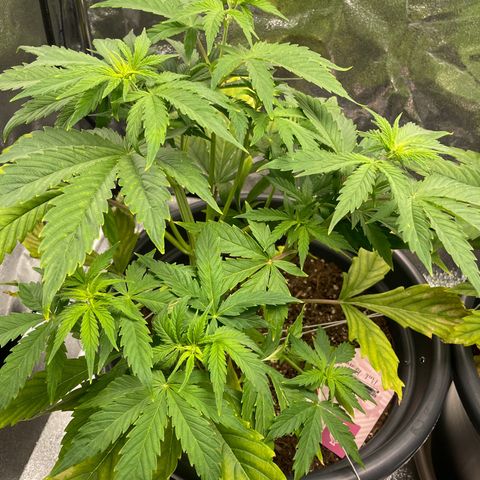 Pink Rozay growlog timeline photo