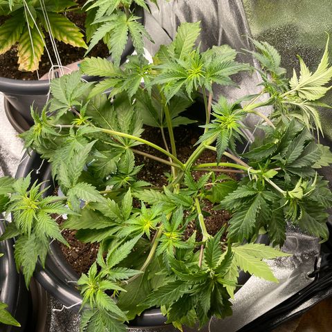 Sticky Beast Automatic growlog timeline photo