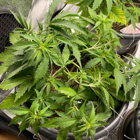 Watermelon candy  growlog timeline photo